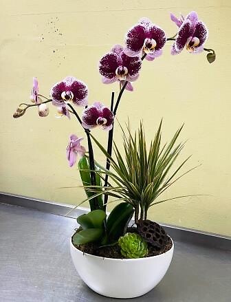 Purple Mask Orchid with Draceana, succulent, &amp; Lotus pod