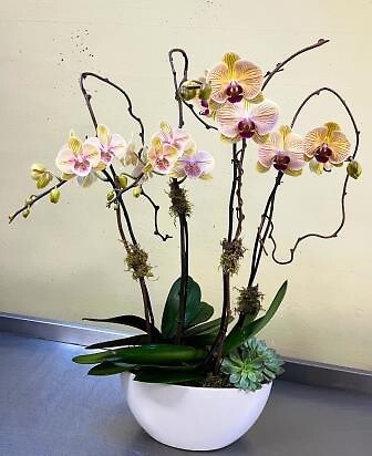 Cream &amp; Yellow Orchids with kiwi vines &amp; succulent