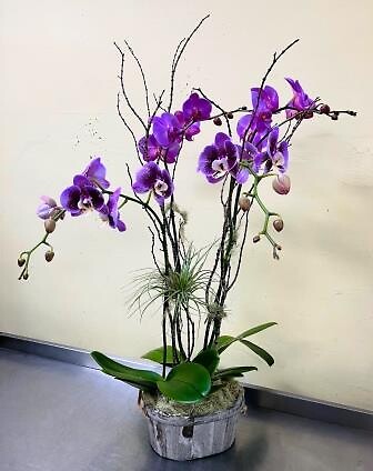 Purple &amp; Lavender Orchids with airplant