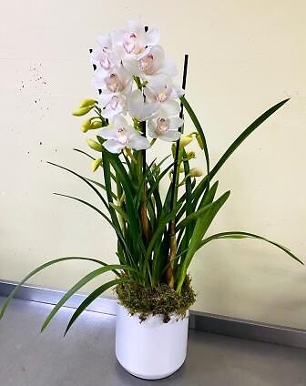 Porcelain White Cymbidium Orchid