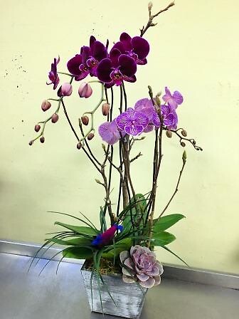Purple and Pink Orchids
