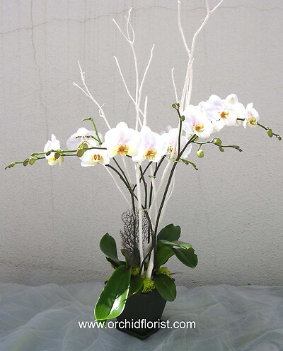 Lush and Elegant White Orchid