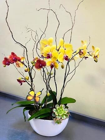 Yellow &amp; Orange Orchids