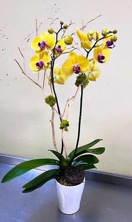 Canary Orchid