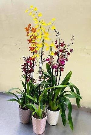 Exotic Oncidium Alliance Orchids