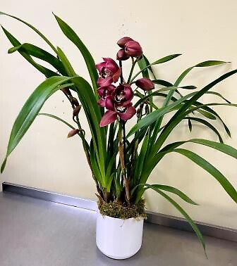 Burgundy Cymbidium Orchid