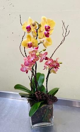 Dynamic Duo Orchids