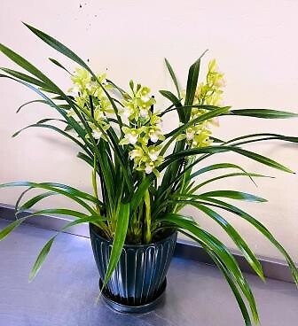 Cymbidium Orchid - Green