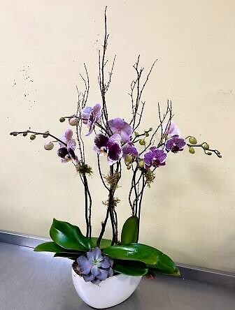 Speckled Orchids with succulent